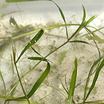 Potamogeton friesii - Stachelspitziges Laichkraut 