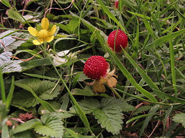 Potentilla indica