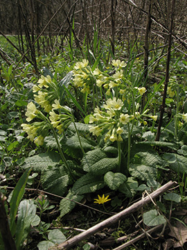 Primula elatior