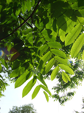 Pterocarya fraxinifolia