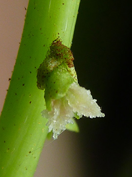 Pterocarya fraxinifolia