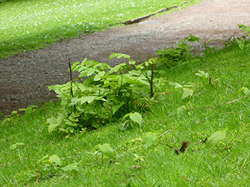 Pterocarya fraxinifolia
