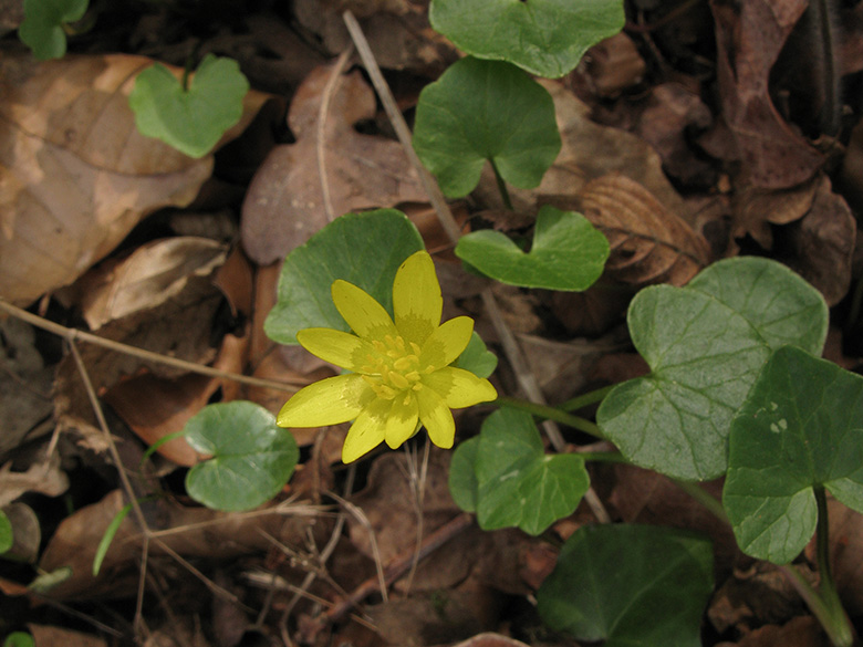 Ficaria verna