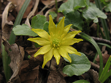 Ficaria verna