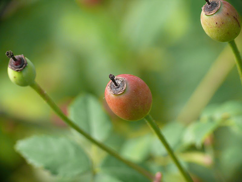 Rosa arvensis