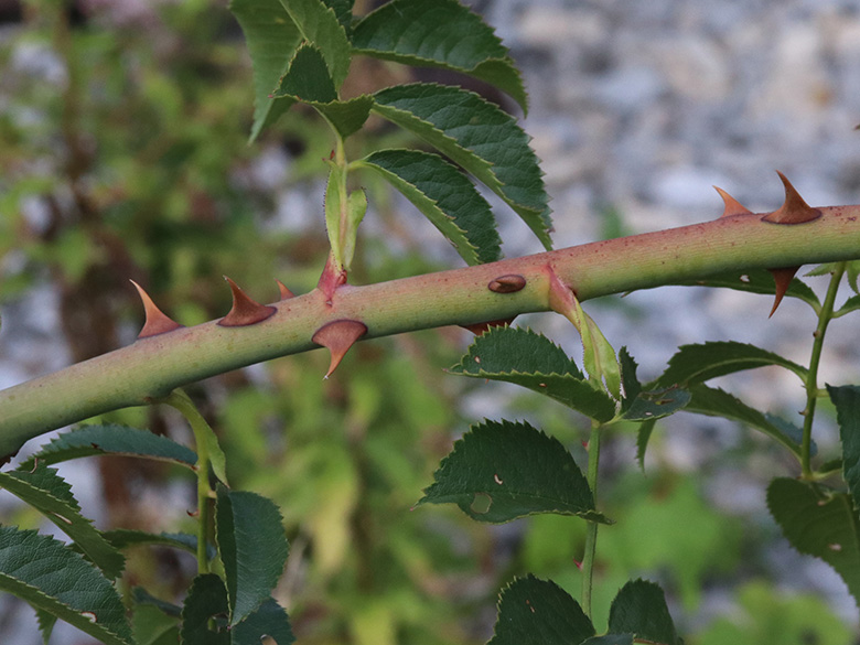 Rosa canina