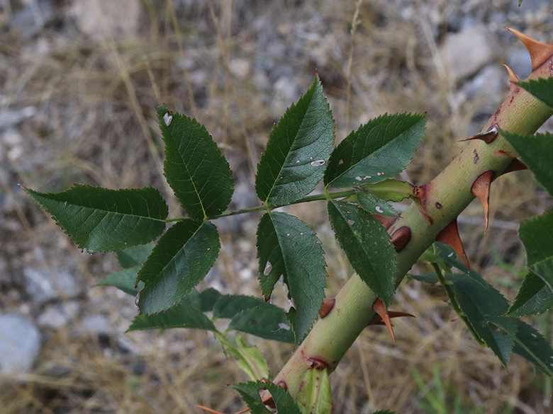 Rosa canina