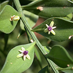 Ruscus aculeatus - Stechender Mäusedorn