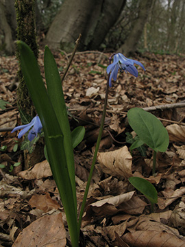 Scilla siberica