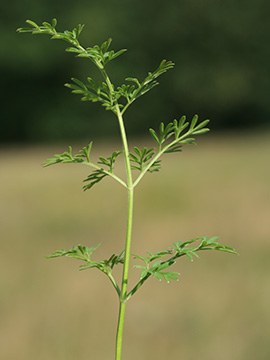 Selinum carvifolia