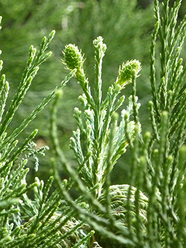 Sequoiadendron giganteum