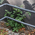 Solanum decipiens - Drüsiger Schwarzer Nachtschatten
