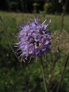 Succisa pratensis