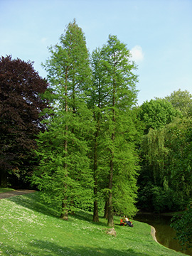 Taxodium distichum