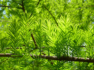 Taxodium distichum