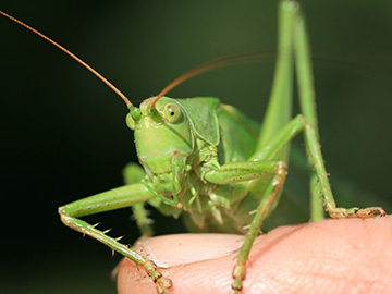 Tettigonia viridissima