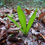 Trachycarpus fortunei - Chinesische Hanfpalme