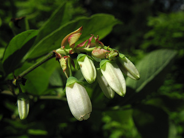 Vaccinium corymbosum