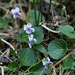 Viola palustris - Sumpf-Veilchen