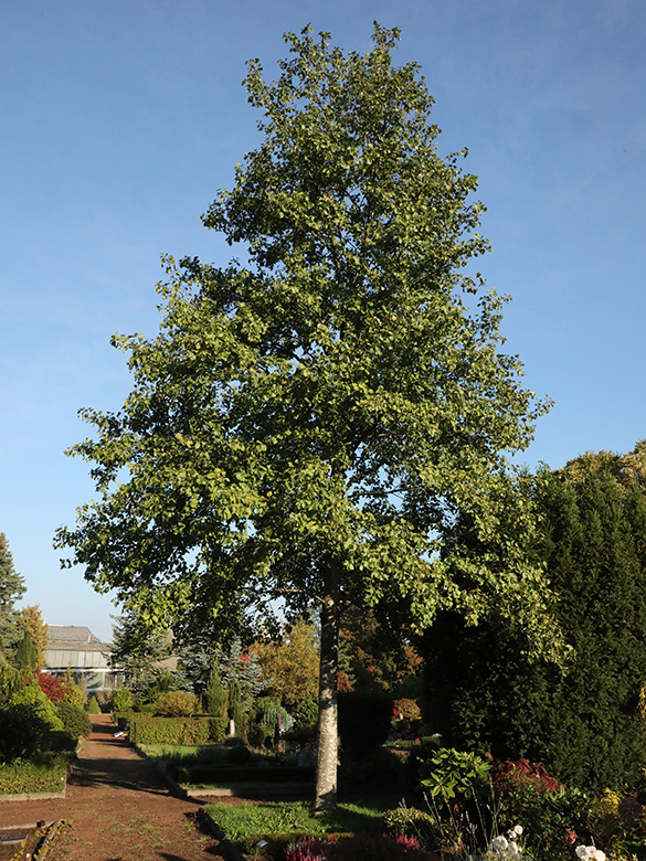 Alnus cordata