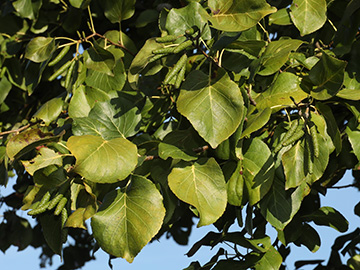 Alnus cordata