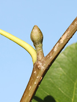Alnus cordata