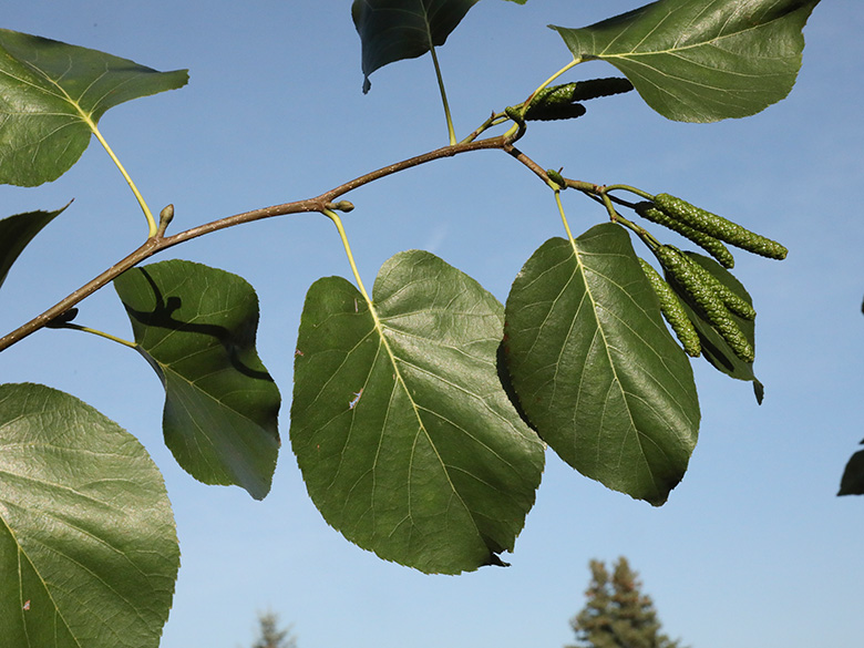 Alnus cordata