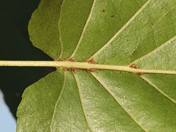 Alnus cordata