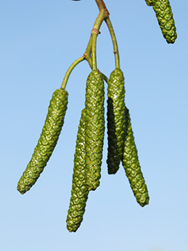 Alnus cordata