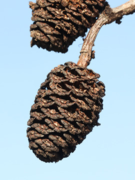 Alnus cordata