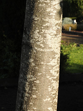Alnus cordata