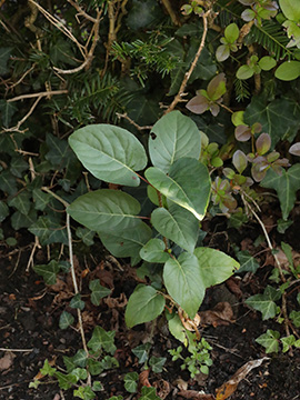 Alnus cordata