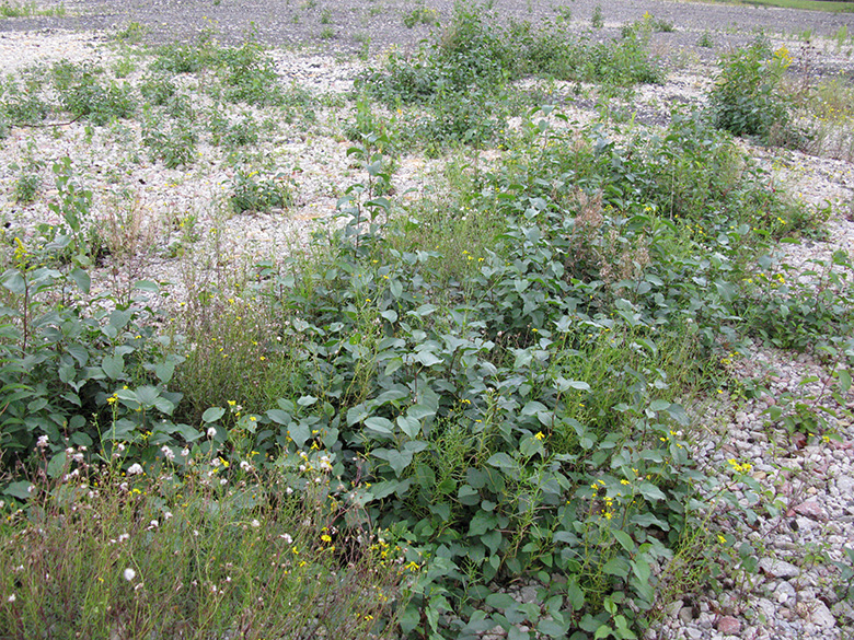 Alnus cordata