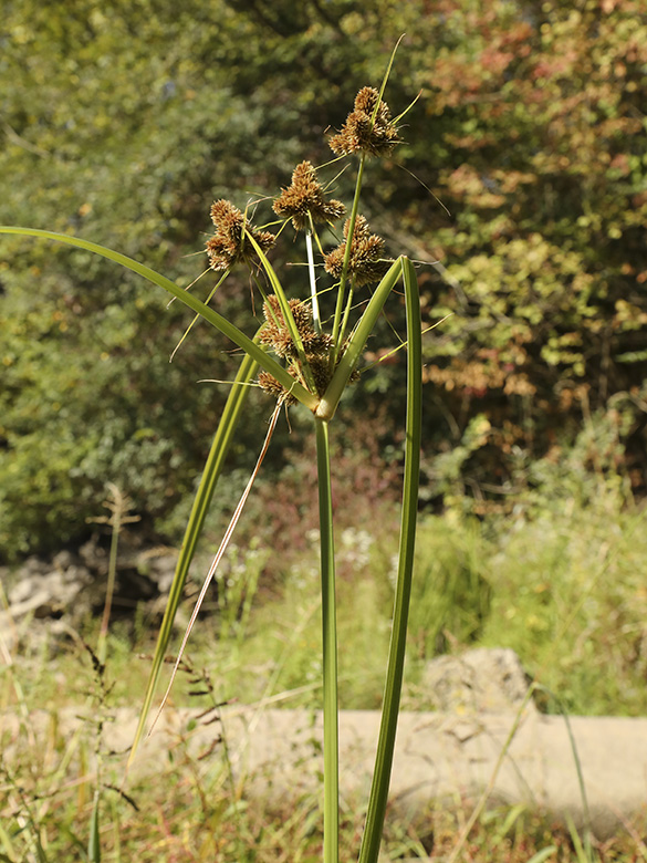 Cyperus glomeratus