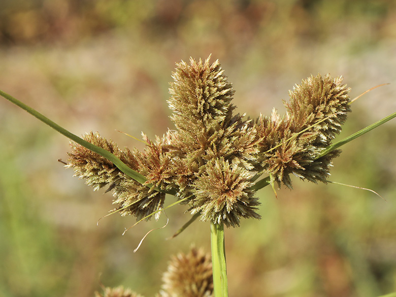 Cyperus glomeratus