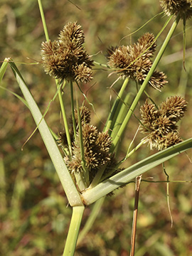 Cyperus glomeratus