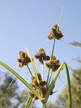 Cyperus glomeratus