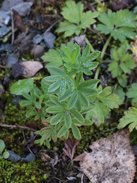 Dasiphora fruticosa