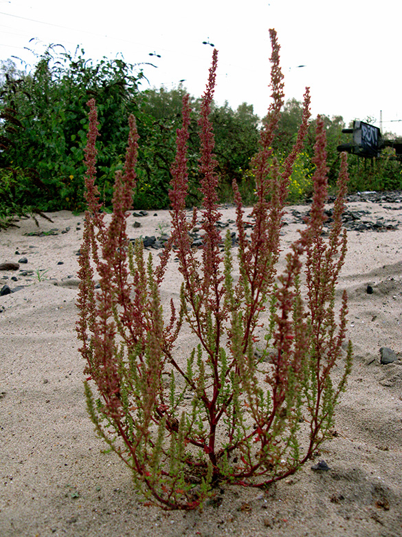 Dysphania botrys