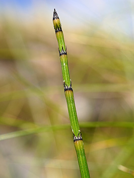 Equisetum trachyodon