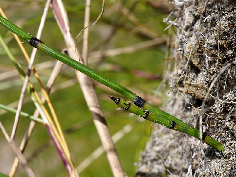 Equisetum trachyodon