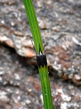 Equisetum trachyodon