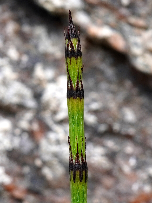 Equisetum trachyodon