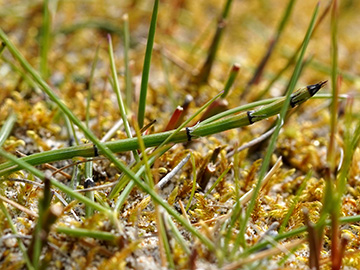 Equisetum trachyodon