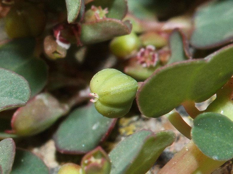 Euphorbia serpens