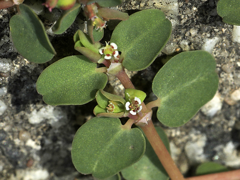 Euphorbia serpens
