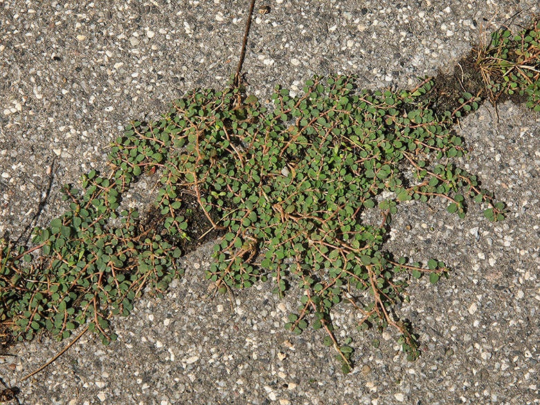 Euphorbia serpens
