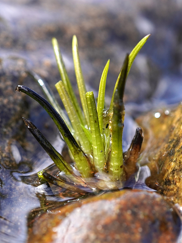 Isoetes lacustris