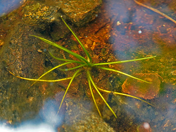 Isoetes lacustris