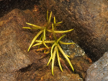 Isoetes lacustris